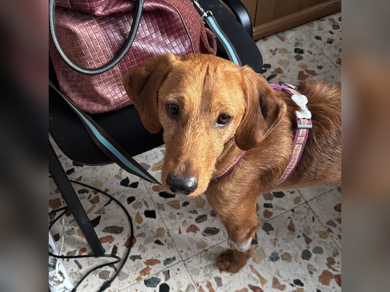 Mimmo - menschenbezogener, toller Bub