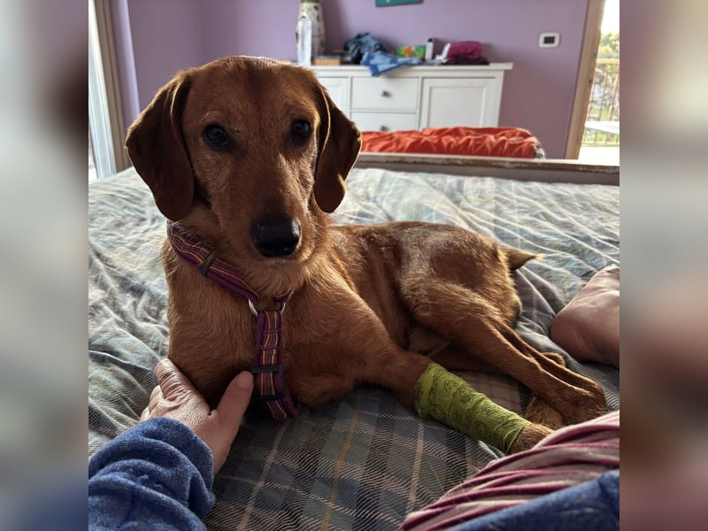 Mimmo - menschenbezogener, toller Bub