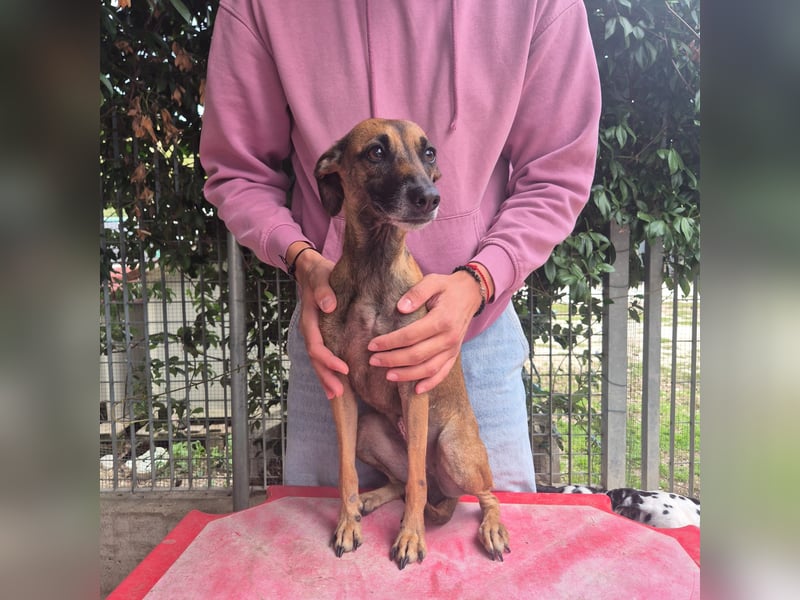 Ginger - zarte, sportliche, liebevolle Hündin