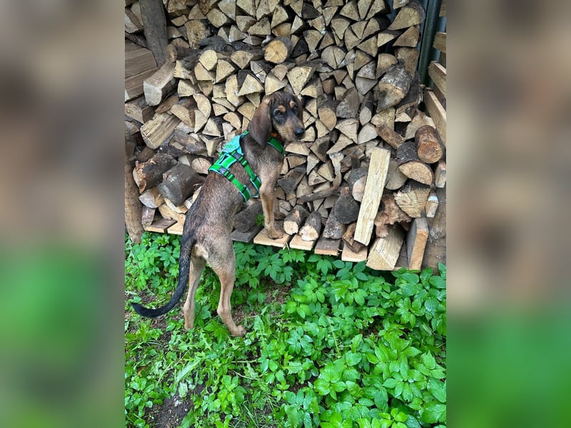 Brigitte - Rohdiamant auf vier Pfoten sucht ihr Für-immer-Zuhause!