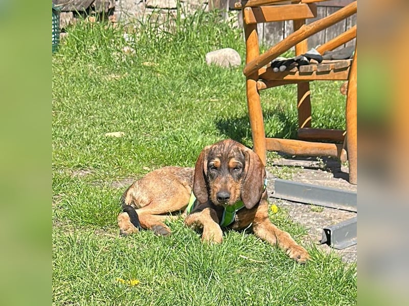 Brigitte - Rohdiamant auf vier Pfoten sucht ihr Für-immer-Zuhause!