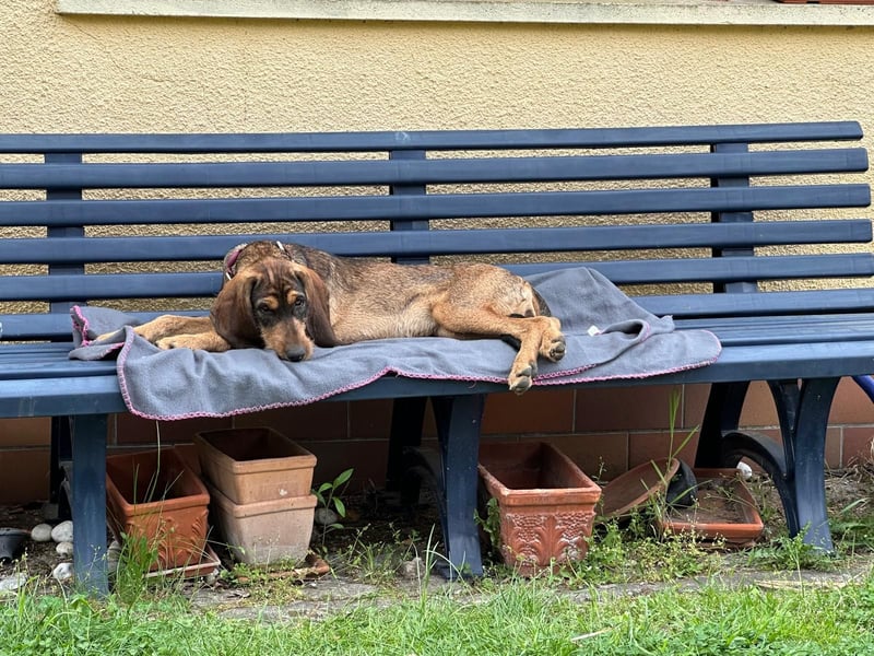Brigitte - Rohdiamant auf vier Pfoten sucht ihr Für-immer-Zuhause!