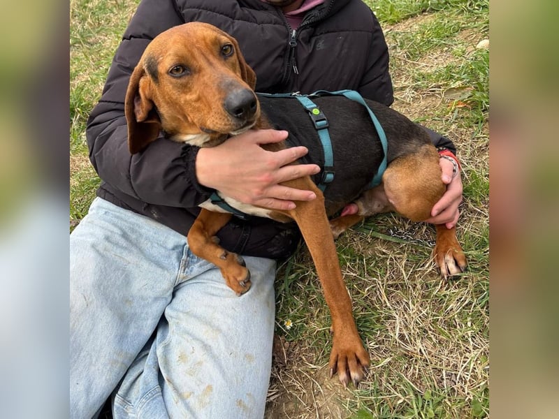 Kinder - ein fröhliche Entdecker, der Kinder, Hunde und Schmusen liebt!