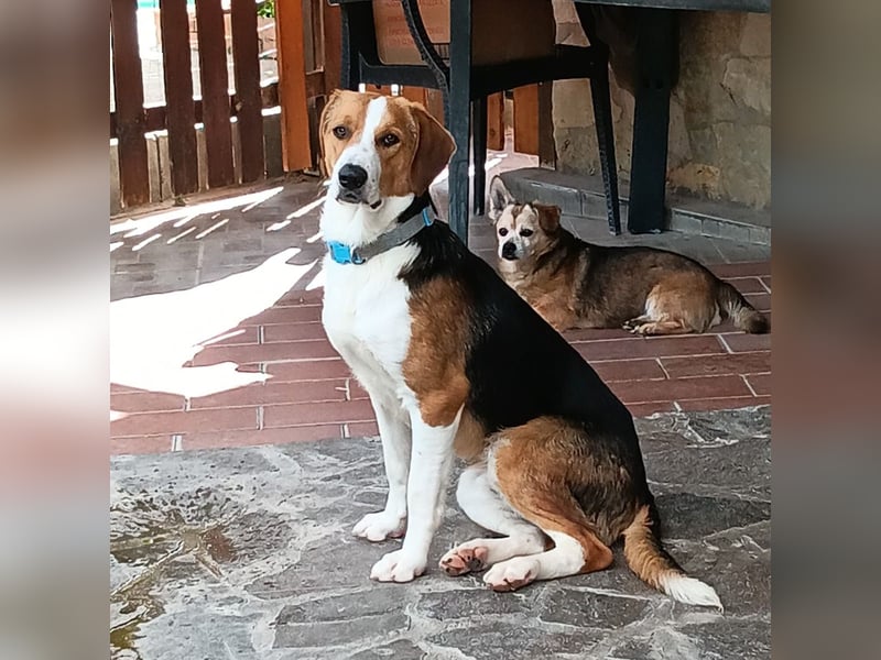 Tommy - verschmust, verspielt und mega freundlich - dein neuer bester Freund!