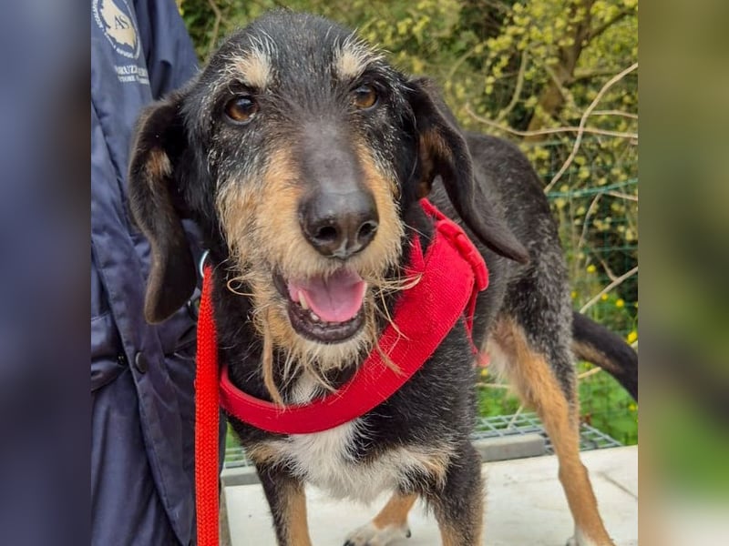 Zoe - ein wahrer Schatz für Menschen mit Zeit und Zuneigung