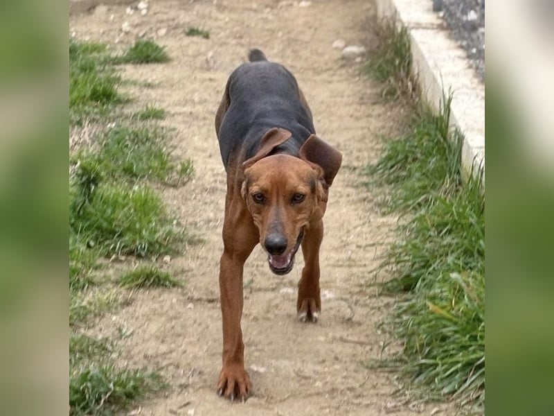 Kinder - ein fröhliche Entdecker, der Kinder, Hunde und Schmusen liebt!