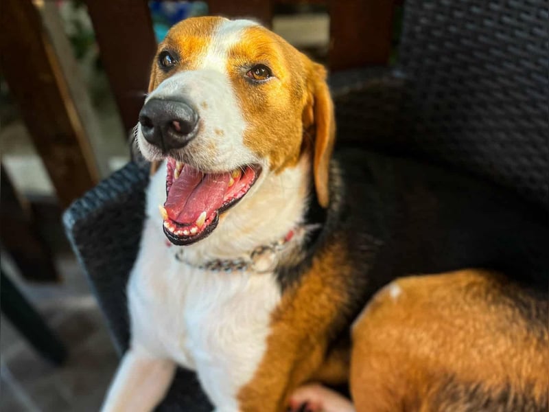 Tommy - verschmust, verspielt und mega freundlich - dein neuer bester Freund!