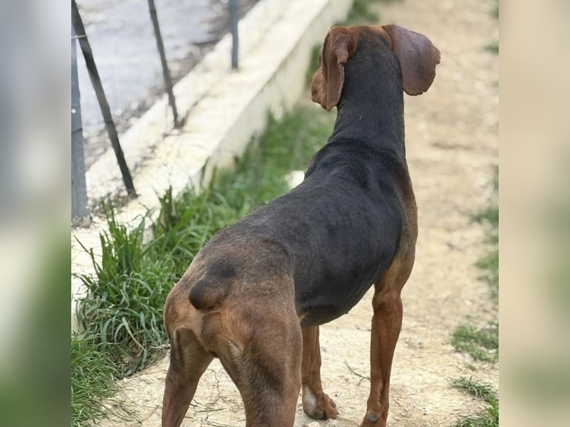 Kinder - ein fröhliche Entdecker, der Kinder, Hunde und Schmusen liebt!