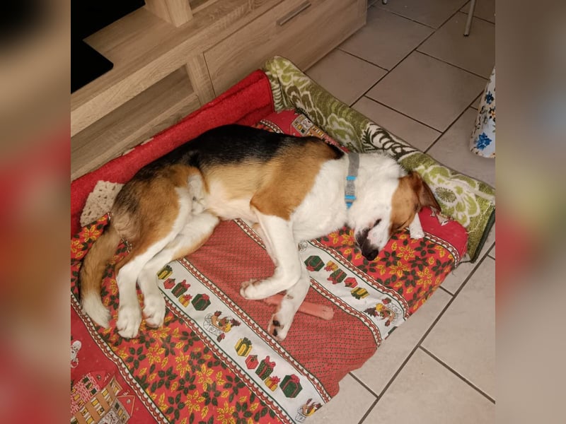 Tommy - verschmust, verspielt und mega freundlich - dein neuer bester Freund!