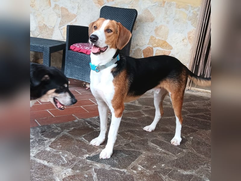 Tommy - verschmust, verspielt und mega freundlich - dein neuer bester Freund!