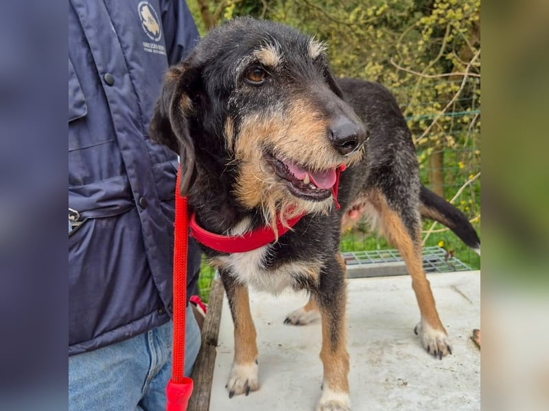 Zoe - ein wahrer Schatz für Menschen mit Zeit und Zuneigung