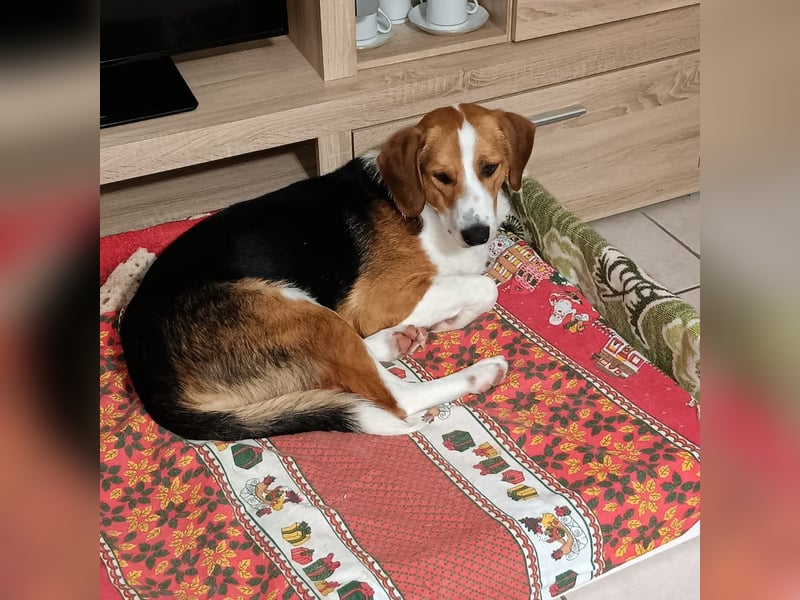 Tommy - verschmust, verspielt und mega freundlich - dein neuer bester Freund!