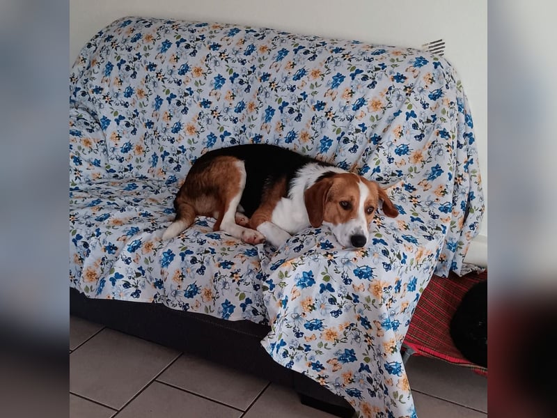 Tommy - verschmust, verspielt und mega freundlich - dein neuer bester Freund!