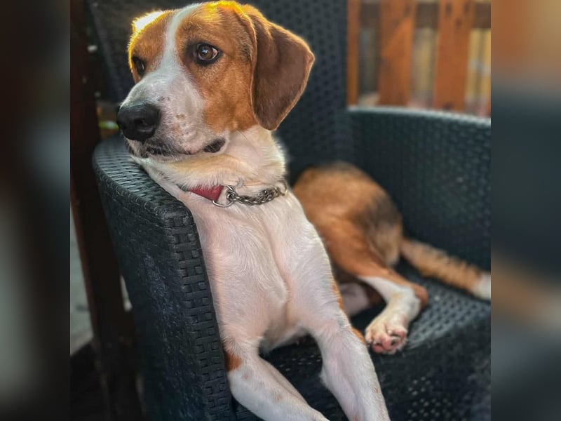 Tommy - verschmust, verspielt und mega freundlich - dein neuer bester Freund!