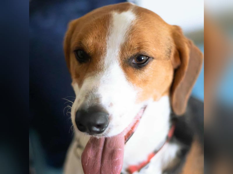 Tommy - verschmust, verspielt und mega freundlich - dein neuer bester Freund!