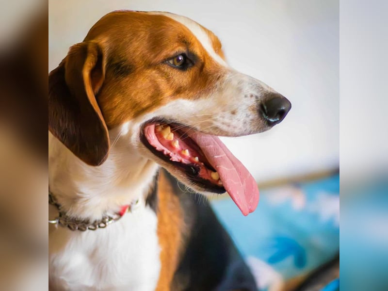 Tommy - verschmust, verspielt und mega freundlich - dein neuer bester Freund!