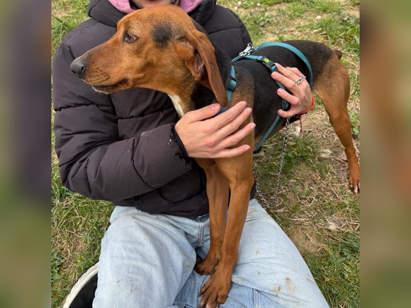 Kinder - ein fröhliche Entdecker, der Kinder, Hunde und Schmusen liebt!