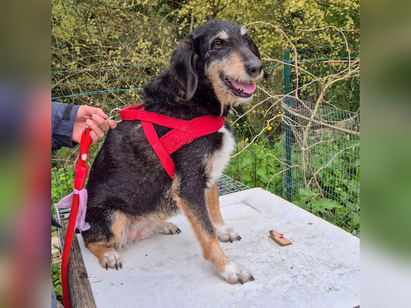 Zoe - ein wahrer Schatz für Menschen mit Zeit und Zuneigung