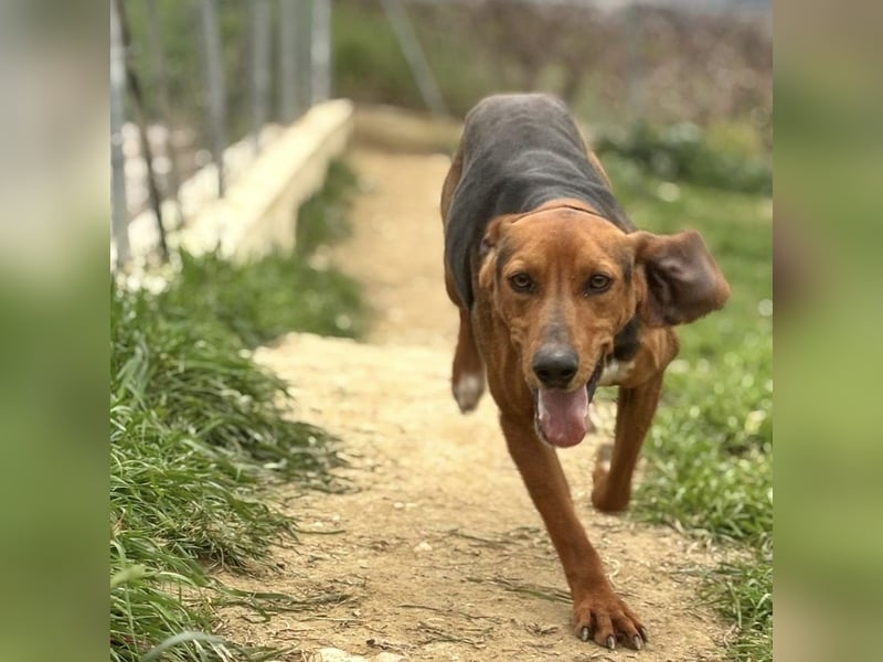 Kinder - ein fröhliche Entdecker, der Kinder, Hunde und Schmusen liebt!