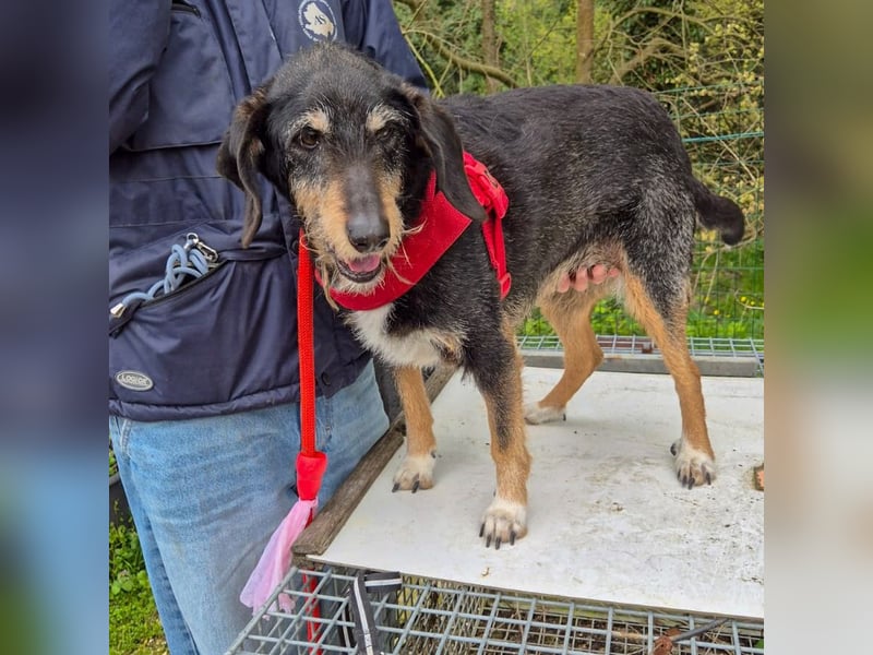 Zoe - ein wahrer Schatz für Menschen mit Zeit und Zuneigung