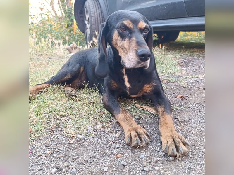 Tyra - sanfte Hündin mit schweren Start sucht ein liebevolles Zuhause