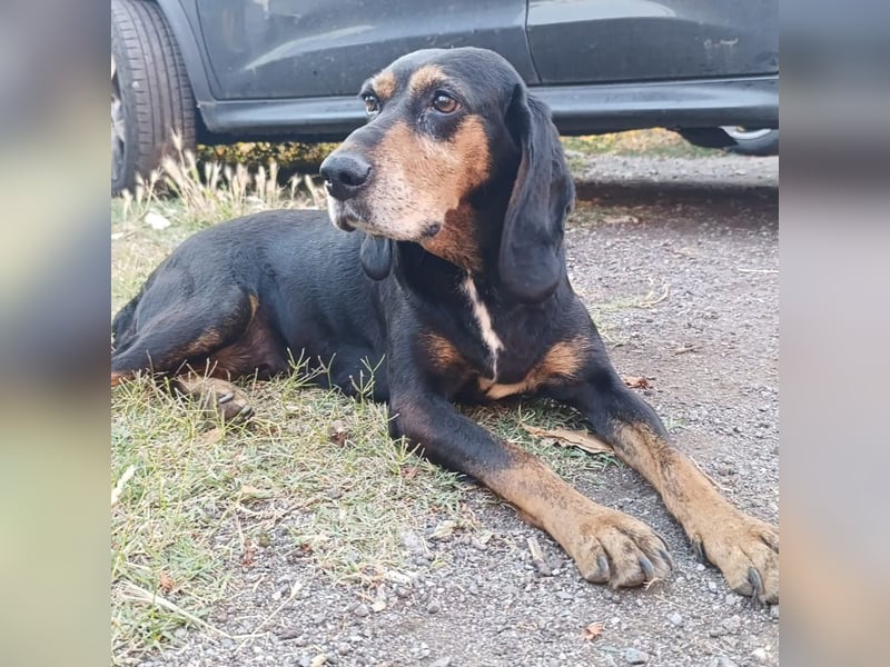 Tyra - sanfte Hündin mit schweren Start sucht ein liebevolles Zuhause