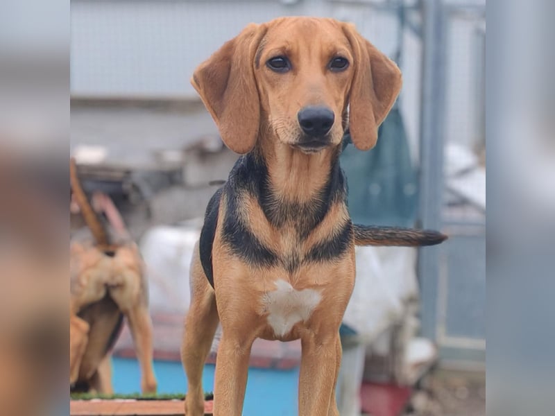 Venus - junge aufgeschlossene Hündin