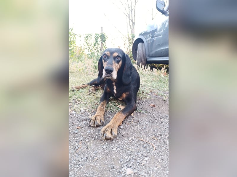 Tyra - sanfte Hündin mit schweren Start sucht ein liebevolles Zuhause