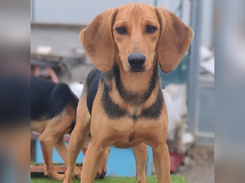 Serena - freundliche unternehmungslustige Hündin