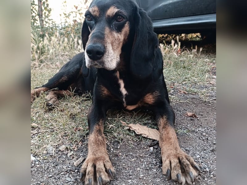 Tyra - sanfte Hündin mit schweren Start sucht ein liebevolles Zuhause