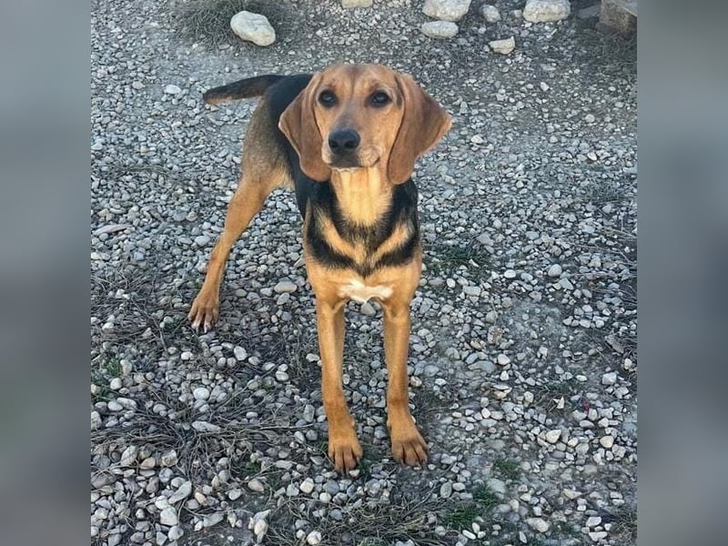 Venus - junge aufgeschlossene Hündin