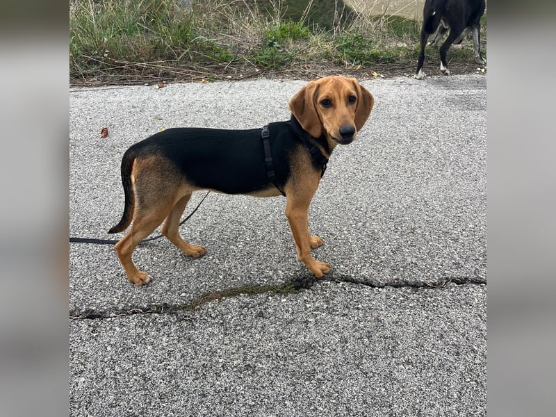 Venus - junge aufgeschlossene Hündin