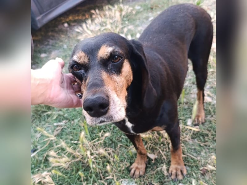 Tyra - sanfte Hündin mit schweren Start sucht ein liebevolles Zuhause