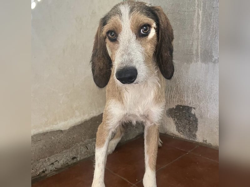 Sigmund - RESERVIERT - zarter, schüchterner Bub