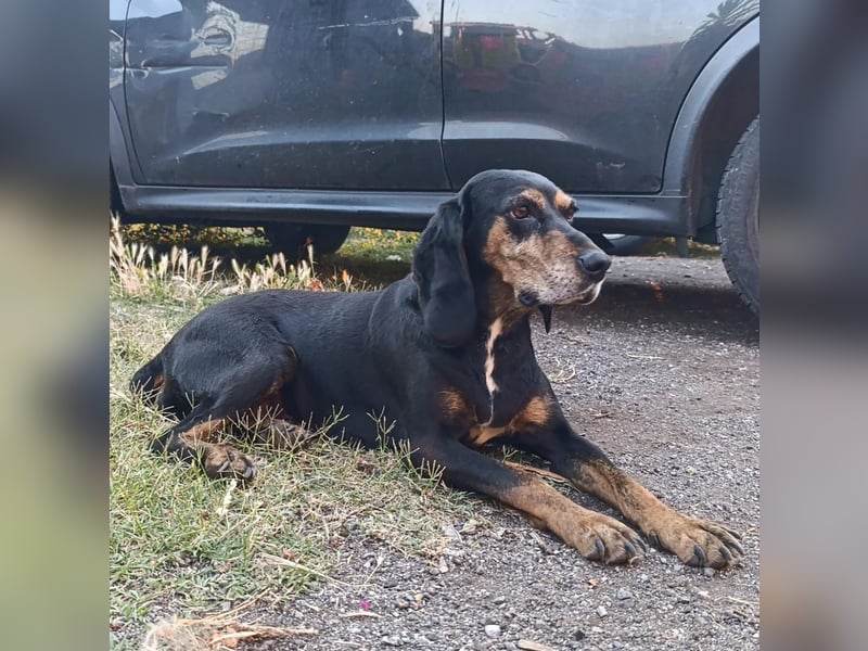 Tyra - sanfte Hündin mit schweren Start sucht ein liebevolles Zuhause