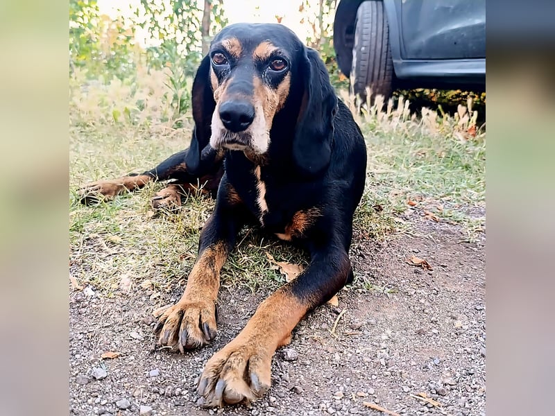 Tyra - sanfte Hündin mit schweren Start sucht ein liebevolles Zuhause