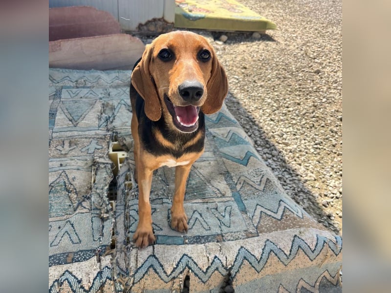 Venus - junge aufgeschlossene Hündin