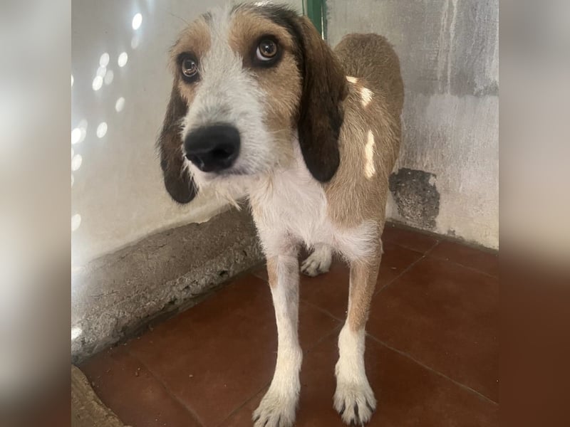 Sigmund - RESERVIERT - zarter, schüchterner Bub