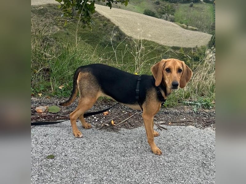 Venus - junge aufgeschlossene Hündin