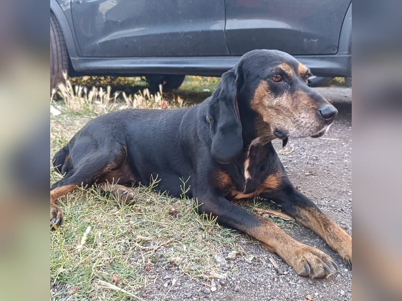 Tyra - sanfte Hündin mit schweren Start sucht ein liebevolles Zuhause