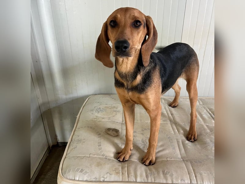 Serena - freundliche unternehmungslustige Hündin