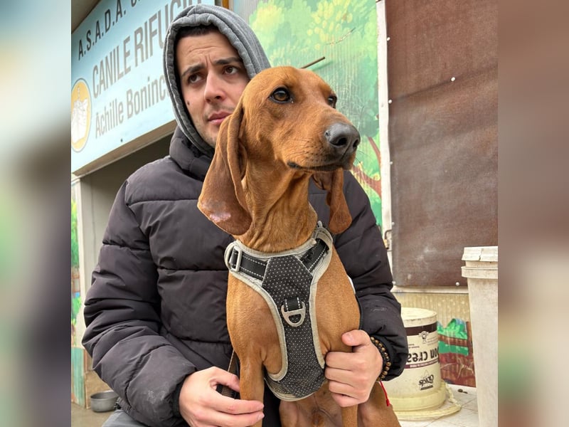 Ciro - wunderschöner, junger Bub