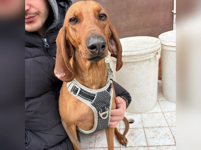 Ciro - wunderschöner, junger Bub