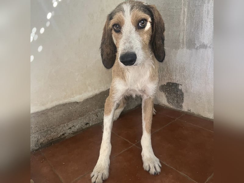 Sigmund - in Deutschland - zunächst schüchtern, dann  kuschelig - End- oder Pflegestelle gesucht