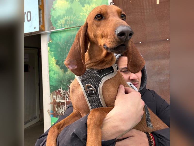 Ciro - wunderschöner, junger Bub