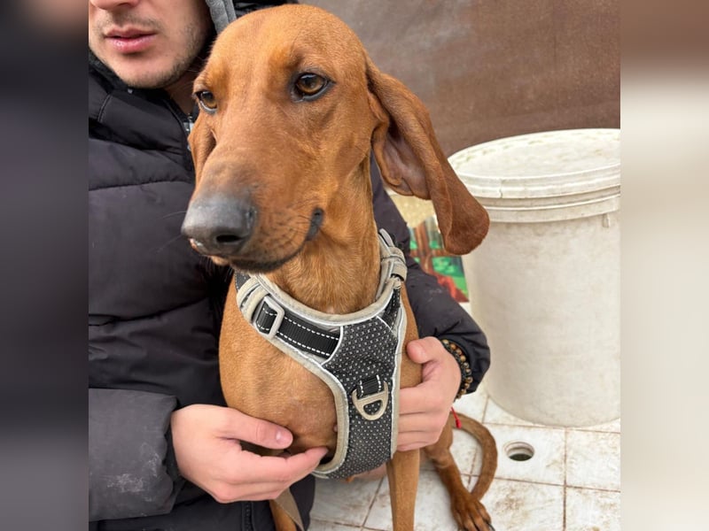 Ciro - wunderschöner, junger Bub