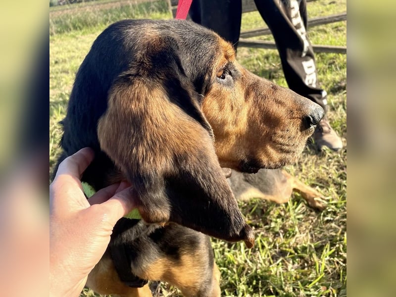 Fulvio (Fhul) - dynamischer lieber Bub