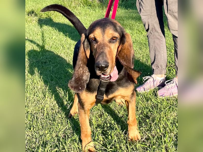 Fulvio (Fhul) - dynamischer lieber Bub