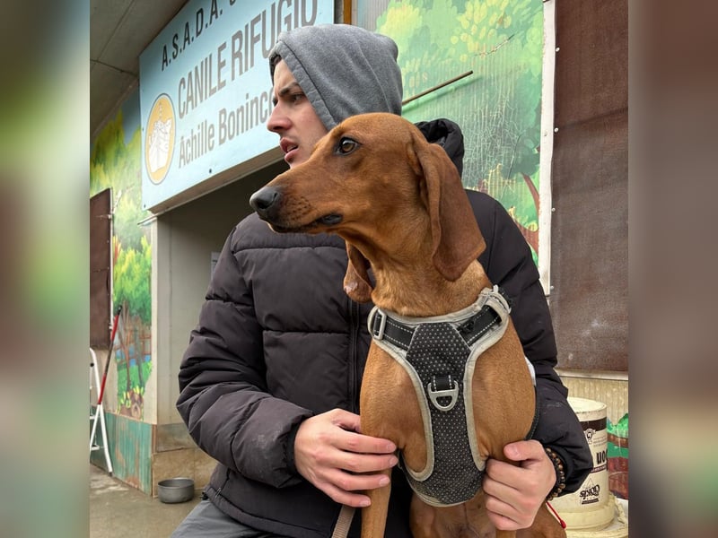 Ciro - wunderschöner, junger Bub