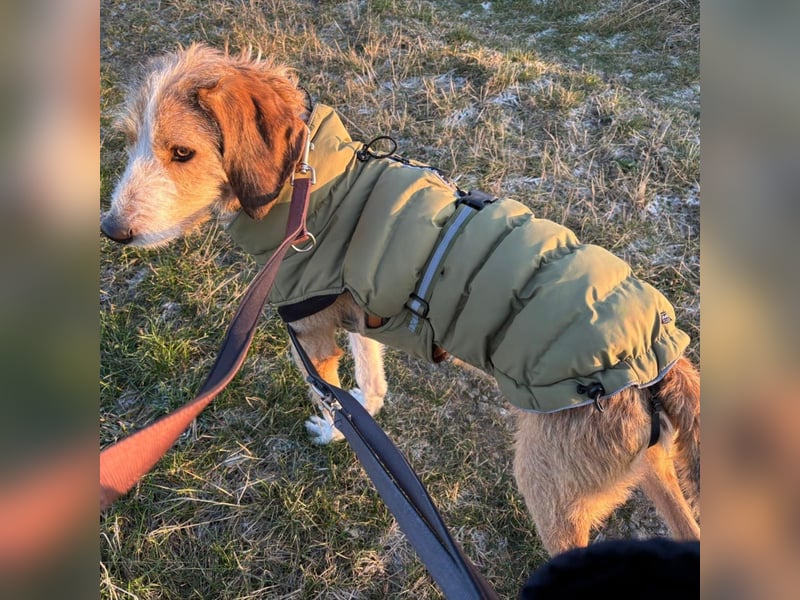Sigmund - sensible, kuschelige, rauhhaarige Jagdnase sucht Zuhause bei ebensolchen Hundemenschen